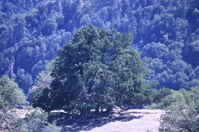 DSC_2259 (Large).JPG